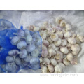 Normal White Garlic New Fresh